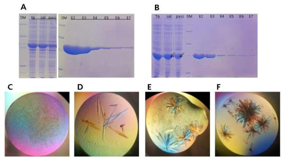 표면 엔트로피 감소 돌여변이 단백질의 정제와 결정체 (A) N-말단 제거된 CsNIV dNt mutant 1 (E134A,E135A) 단백질 결정체. (B) N-말단 제거된 CsNIV dNt mutant 2 (E222A,Q223A) 단백질 결정체. (C) N-말단과 C-말단이 제거된 CsNIV dNtCt mutant 1 (E134A,E135A) 단백질 결정체. (B) N-말단과 C-말단이 제거된 CsNIV dNtCt mutant 2 (E222A,Q223A) 단백질 결정체