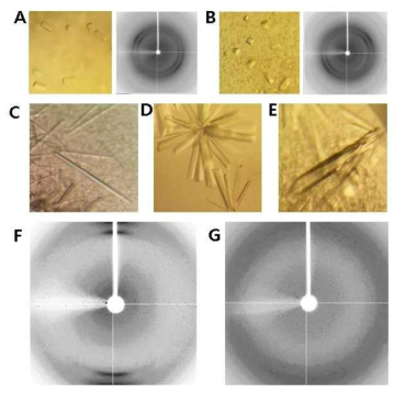 I3C를 함유한 CsNIV 캡시드 단백질 결정체와 X-선 회절. (A) 10 mM I3C 를 가진 CsNIV dNt wild type 결정체와 x-선 회절 (B) 20 mM I3C를 가진 CsNIV dNt wild type 결정체와 x-선 회절 (C) CsNIV dNtCt (SeMet) 결정체. (D)CsNIV dNtCt mutant 1 결정체. (E) CsNIV dNtCt mutant 3 결정체. (F) CsNIV dNtCt (SeMet) 결정체의 x-선 회절. (G) CsNIV dNtCt mutant 3 결정체의 x-선 회절