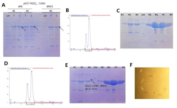 PDZ fusion CsNIV 캡시드 단백질과 결정체 제조. (A) GST-tag를 결합된 PDZ fusion CsNIV Nt와 NtCt 캡시드 단백질의 발현. (B) GST-tag를 제거한 PDZ fusion CsNIV Nt 캡시드 단백질의 gel filtration. (C) PDZ fusion CsNIV Nt 캡시드 단백질. (D) GST-tag를 제거한 PDZ fusion CsNIV NtCt 캡시드 단백질의 gel filtration (E) PDZ fusion CsNIV NtCt 캡시드 단백질. (F)PDZ fusion CsNIV Nt 캡시드 단백질의 결정체