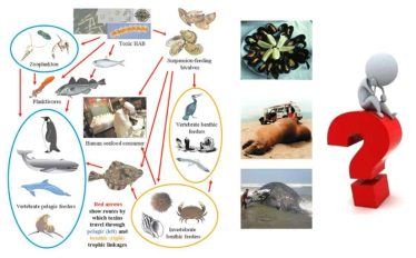 먹이연쇄에 의한 유해조류 독소의 생물농축 사례