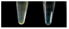 TD49 control 샘플 (왼쪽)과 TD49와 PAMAM 덴드리머가 혼합된 용액 샘플 (오른쪽)의 사진 관찰 결과