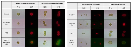유해조류 4종에 PAMAM G4와 FITC-PAMAM G4 처리 후 광학현미경과 형광현미경 관찰 사진