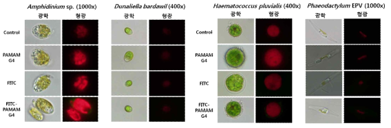 비유해조류 4종에 PAMAM G4와 FITC-PAMAM G4 처리 후 광학현미경과 형광현미경 관찰 사진