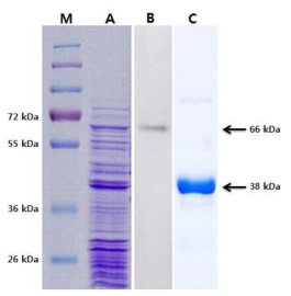 HcRNAV34 재조합 캡시드 단백질의 발현 및 정제. M, Size marker; A, Supernatant; B, Western blot; C, Purified capsid protein