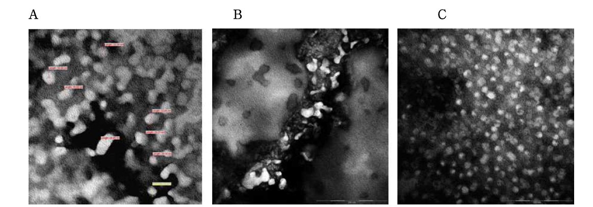 재조합 HcRNAV34 캡시드 단백질의 TEM 사진. A, 정제 후 캡시드 단백질; B, Disassembled 캡시드 단백질; C, Reassembled 캡시드 단백질