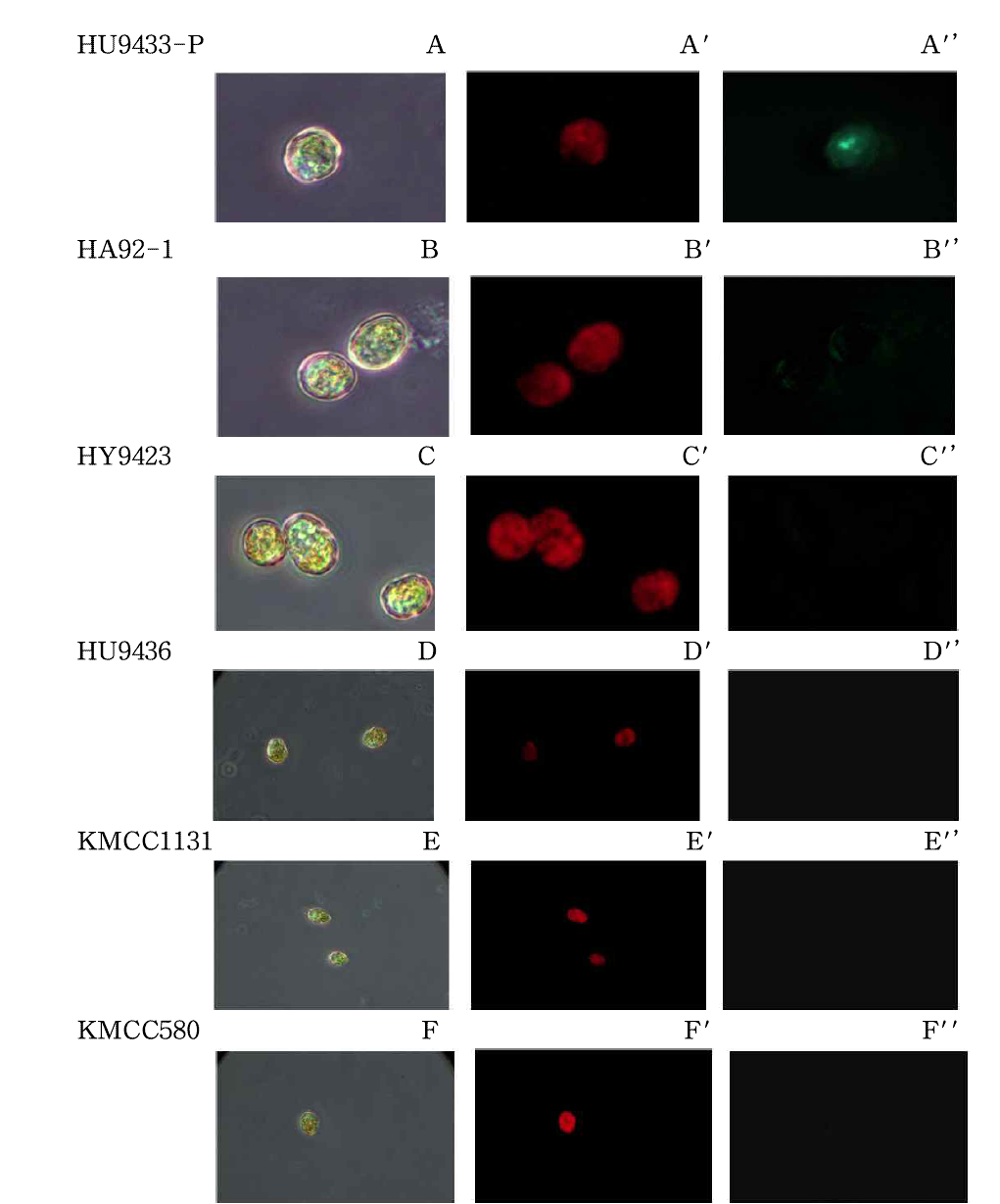 FITC 탑재된 HcRNAV34 VLP의 숙주 특이적 결합. A~F, Optical image; A’~F’, Auto fluorescence ; A”~F”, FITC(green) fluorescence