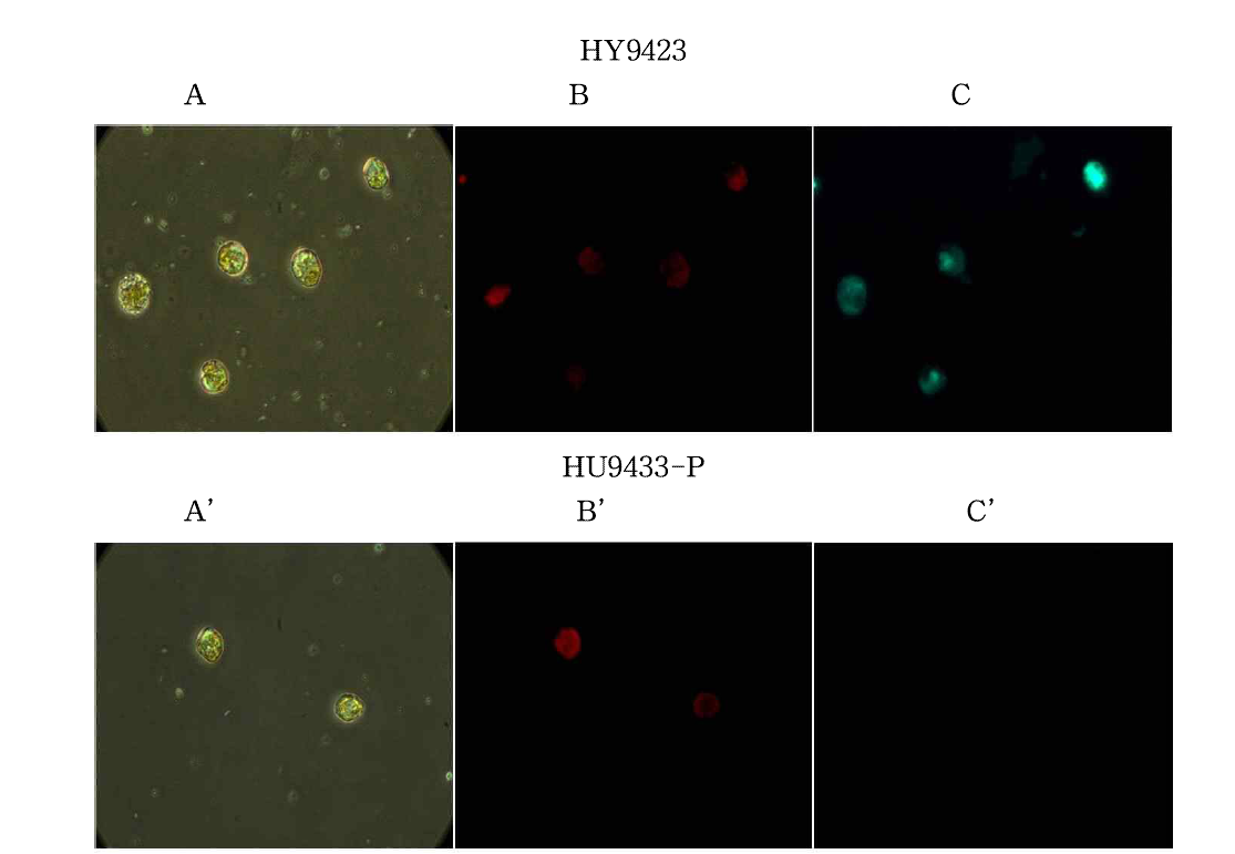 FITC 탑재된 HcRNAV109 VLP의 숙주 특이적 결합. A,A’, Optical image; B,B’, Auto fluorescence ; C,C’, FITC(green) fluorescence