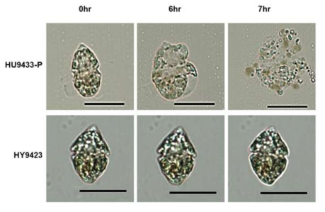 TD-encapsidated HcRNAV34 VLPs를 target host HU9433-P와 non-target hotst인 HY9423에 5 μM 처리 한 0hr, 6hr,7hr 후의 세포의 형태적 변화. 스케일바의 크기는 20 μm