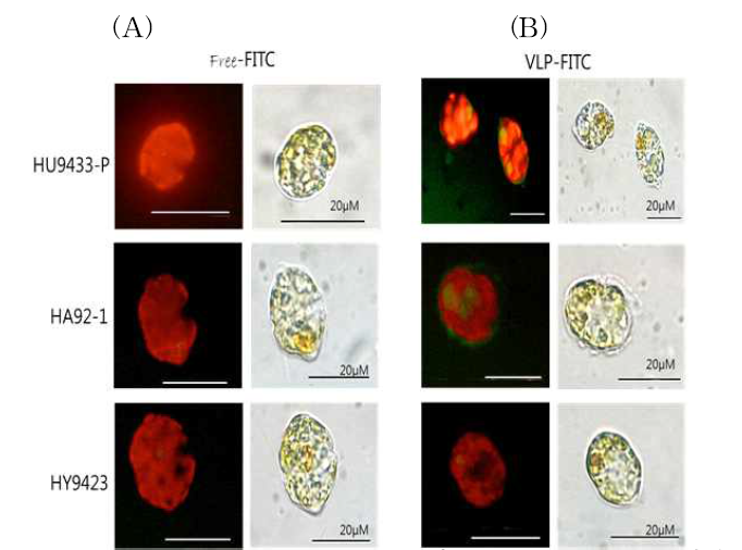 Encapsidating HcRNAV34 VLPS가 제거된 free-FITC물질을 처리한 세포와 FITC-encapsidated HcRNAV34 VLPs를 처리한 세포 (A)의 모습을 형광현미경(Olympus BX50) 1000배율로 관찰한 결과