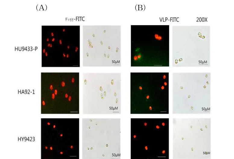 Encapsidating HcRNAV34 VLPS가 제거된 free-FITC물질을 처리한 세포(A)와 FITC-encapsidated HcRNAV34 VLPs를 처리한 세포(B)의 비교