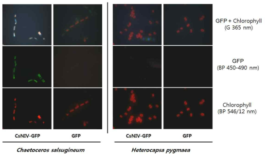 CsNIV-GFP 융합단백질의 숙주 조류인 C. salsugineum에의 선택적 결합