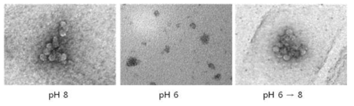 pH 8과 pH 6 조건에서의 CsNIV 캡시드 단백질의 TEM 사진