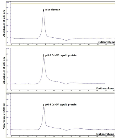 pH 8과 pH 6 조건에서의 CsNIV 캡시드 단백질의 gel filtration profile