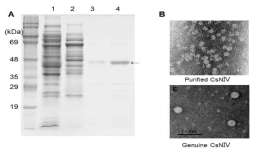 대장균에서 과발현시켜 정제된 His6-tagged CsNIV capsid protein의 TEM 사진. (A) pET29b::CsNIV를 가지는 E. coli Bl21 (DE3) 균주로부터 CsNIV capsid protein의 정제. Lane 1, crude extracts of E. coli strain; lane 2, 5 mM imidazol이 포함된 buffer A로 용출된 fraction; lane 3, 50 mM imidazol이 포함된 buffer A (20 mM Tris-HCl, pH8.0 with 100 mM NaCl) 로 용출된 fraction; lane 4, 250 mM imidazol이 포함된 buffer A로 용출된 정제된 CsNIV (B) E. coli에서 과발현시켜 정제한 CsNIV의 TEM 사진. 아래의 사진은 조류에서 분리된 CsNIV의 TEM 사진