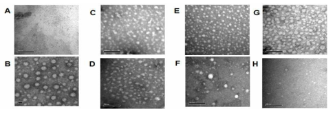 8 M urea로 변성시킨 CsNIV capsid protein의 순차적 투석법에서의 재조립 조건 확립. (A) urea buffer로 변성시킨 CsNIV protein (348 μg/mL)의 TEM 사진. Urea buffer로 변성시킨 CsNIV를 다음의 buffer 조건에서 순차적 투석을 시킨 후 capsid 재조합 여부를 TEM으로 확인. (B) buffer A with 1 mM MgCl2+10 mM CaCl2 (C) buffer A with 1 mM MgCl2+10 mM CaCl2+20 mM β-mercaptoethanol (D) NaCL이 없는 buffer A with 1 mM MgCl2+10 mM CaCl2 (E) buffer A with 1 mM MgCl2 (F) buffer A with 10 mM CaCl2 (G) buffer A (H) buffer A with 1 mM MgCl2+10 mM CaCl2+0.5% (w/v) triton X-100