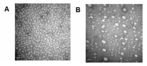 8 M urea로 변성시킨 CsNIV capsid protein의 gel filtration을 이용한 urea 제거를 통한 재조립 조건 확립. Urea로 변성시킨 CsNIV capsid protein (2 mg/mL)을 PD-10 column (Pharmacia, Sephadex G25 resin)을 이용하여 다음의 조건에서 urea를 제거하였음 (A) 1 mM MgCl2를 포함하는 buffer A롤 평형화시킨 PD-10 column을 이용하여 CsNIV에서 urea 제거 후, 상온에서 2 시간 정치시킨 CsNIV의 TEM 사진 (B), (A)에서 얻은 CsNIV에 최종 농도 10 mM CaCl2를 첨가 후 2 시간 정치시킨 CsNIV의 TEM 사진