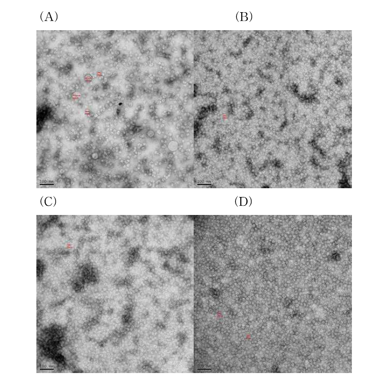 Size Exclusion Chromatography한 후 4부분 fraction의 TEM 결과