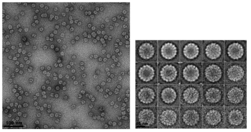 Grafix를 통해 정제된 VLP의 TEM 이미지 (좌) 및 평균화된 입자의 이미지 (우)
