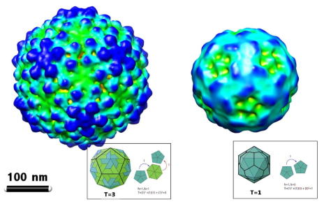 HcRNAV109 캡시드의 T=3 icosahdral 입자의 3차원 모델 (좌) 및 HcRNAV34 캡시드의 T=1 icosahedral 입자의 3차원 모델 (우)