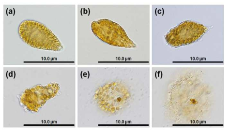 광학현미경을 이용한 TD 49 1μM 처리 후 Chattonella marina의 형태관찰 (a) Control, (b)~(f) TD 49(2-17) 처리 후(b, 6hr; c, 9hr; d, 12hr; e, 15hr; f, 15hr 이후)