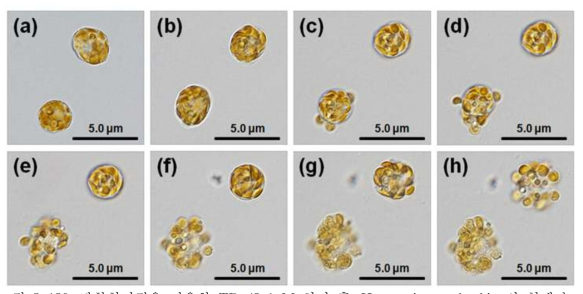 광학현미경을 이용한 TD 49 1μM 처리 후 Heterosigma akashiwo의 형태관찰. (a) Control, (b)~(h) TD 49 처리 후(b, 1hr; c, 2hr; d, 4hr; e, 6hr; f, 8hr; g,10hr; h, 10hr 이후)