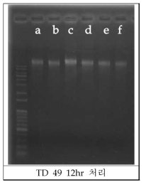 TD49 처리 후의 genomic DNA. (a) control, (b)~(f) compound 처리 (1, 3, 5, 10, 30 μM)