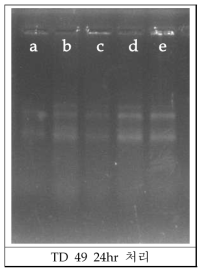 TD49 처리 후의 Total RNA. (a) control, (b)~(e) compound 처리 (0.2, 0.5, 1, 2 μM)