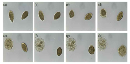 광학현미경을 이용한 TD118 2 μM 처리 후 Chattonella marina의 형태관찰 (a) Control, (b)~(h) TD118 처리 후 (b, 1hr; c, 3hr; d, 6hr; e, 12hr; f, 24hr; g, 48hr; h, 48hr 이후)