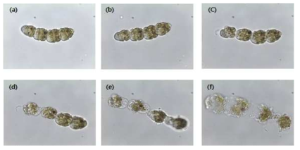 광학현미경을 이용한 TD118 2 μM 처리 후 Cochlodinium polykrikoides의 형태관찰 (a) Control, (b)~(f) TD118 처리 후(b, 30min; c, 1hr; d, 3hr; e, 6hr; f, 6hr 이후)