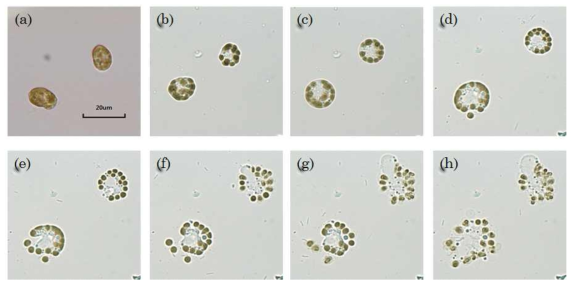 광학현미경을 이용한 TD 118 2μM 처리 후 Heterosigma akashiwo의 형태 관찰 (a) Control, (b)~(h) TD118 처리 후 (b, 1hr; c, 3hr; d, 6hr; e, 12hr; f, 24hr; g, 48hr; h 48 hr 이후)