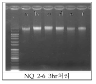 NQ 2-6 처리후의 genomic DNA. (a) control, (b)~(f) compound 처리 (1, 3, 5, 10, 30 μM)