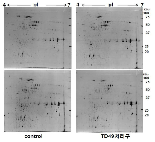 단백질의 이차원 전기영동 패턴. 단백질 loading 양 : 150 ㎍, coomassie stain