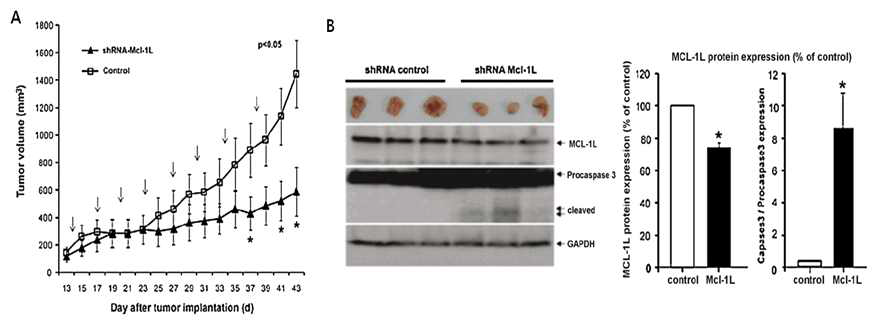 기능화된 금나노입자-shRNA에 의한 종양 생장의 억. A. 종양 체적의 측정 결과 B. 적출한 종양에서의 MCL-1L 단백질의 발현량 분석 및 분해된 procaspase 3의 측정