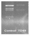 Total RNA purified from HU9433