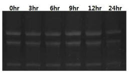 TD49 1.2µM를 H. circularisquama에 처리하고 3시간마다의 실험군에서 total RNA를 추출하여 Formaldehyde Agarose gel로 확인함