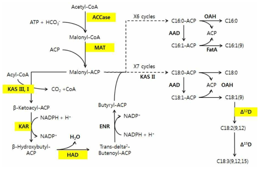 지방산 합성 pathway. NGS data에서 annotation 된 enzyme은 노란색으로 표시함. ACCase, acetyl-CoA carboxylase; MAT, malonyl-CoA ACP transacylase; KAS, beta-ketoacyl-ACP synthase (KAS I; KASII, EC; KAS III); KAR, beta-ketoacyl-ACP reductase; HAD, beta-hydroxyacyl-ACP dehydrase; ENR, enoyl-ACP reductase; AAD, acyl-ACP desaturase; OAH, oleoyl-ACP hydrolase; FatA, FATTY Acyl-ACP thioesterase A; Δ12D, Δ12 (ω6)-desaturase; Δ15D, Δ15(ω3)-desaturase. Rismani-Yazdi et al. BMC Genomics 2011 12:148 doi:10.1186/1471-2164-12-148