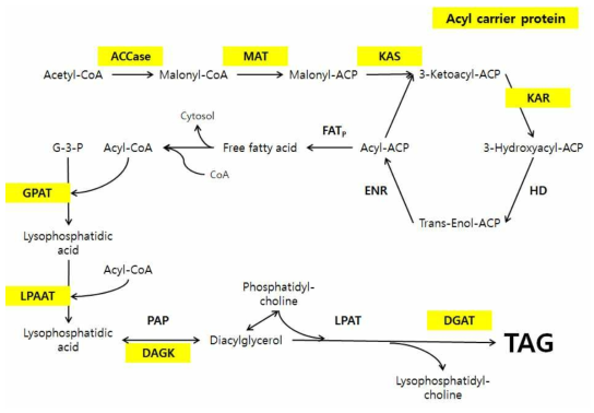 중성지방 Triacylglycerols (TAG)의 합성 pathway. NGS data에서 annotation된 enzyme은 노란색으로 표시함. ACCase, acetyl-CoA carboxylase; ACP, acyl carrier protein; DAGK, diacylglycerol kinase; DGAT, diacylglycerol acyltransferase; ENR, enoyl-ACP reductase; FATP, fatty acyl-ACP thioesterase (putative); GPAT, glycerol-3-phosphate acyltransferase; HD, 3-hydroxyacyl-ACP dehydratase; KAR, 3-ketoacyl-ACP reductase; KAS, 3-ketoacyl-ACP synthase; LPAAT, lyso-phosphatidic acid acyltransferase; LPAT, lyso-phosphatidylcholine acyltransferase; MAT, malonyl-CoA:ACP transacylase; PAP, phosphatidic acid phosphatase. Rismani-Yazdi et al. BMC Genomics 2011 12:148 doi:10.1186/1471-2164-12-148