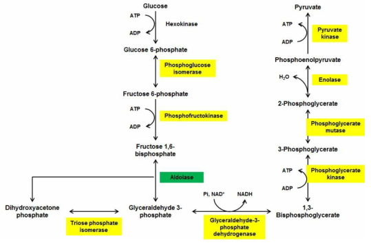 Glycolysis pathway. NGS data에서 annotation 된 enzyme은 노란색으로 표시하였으며, 유전자 발현이 2배 이상 감소한 유전자는 녹색으로 표시함