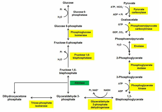 Glyconogenesis pathway. NGS data에서 annotation 된 enzyme은 노란색으로 표시하였으며, 유전자 발현이 두 배 이상 감소한 유전자는 녹색으로 표시함