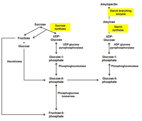 Starch synthesis. NGS data에서 annotation 된 enzyme은 노란색으로 표시함