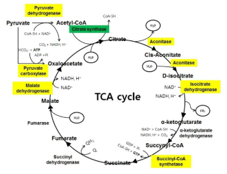 TCA cycle. NGS data에서 annotation 된 enzyme은 노란색으로 표시하였으며, 유전자 발현이 두 배 이상 감소한 유전자는 녹색으로 표시함