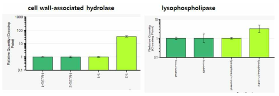 Cell wall-associated hydrolase 유전자와 lysophospholipase에 대한 qRT-PCR 결과. Reference gene으로는 Heterocapsa circularisquama large subunit ribosomal RNA partial sequence를 사용하였다