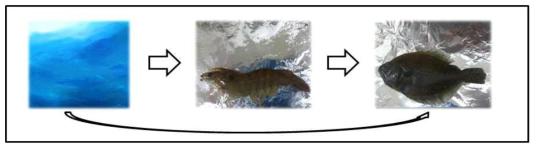 Bioaccumulation using Fenneropenaeus chinensis and Paralichthys olivaceus