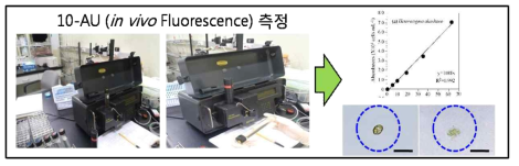 Methods of in vivo fluorescence measurement