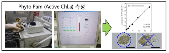 Methods of active Chl.a measurement using Phyto PAM