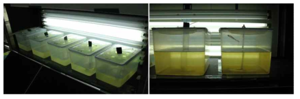 photography of meddle scale experiments