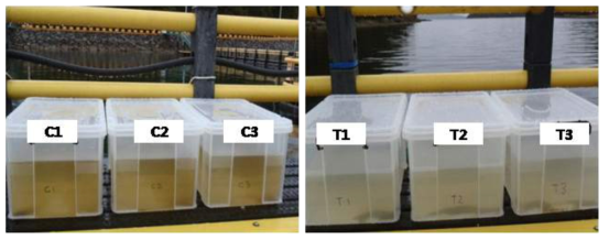 Photography of large scale experiments(control and TD49 treatment)