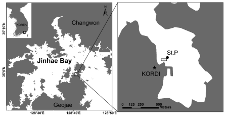 Map of the sampling site (St.P) and location of large scale experiment in Jinhae Bay located in the southeastern part of Korea