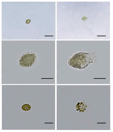 Light microscopic observation of Heterosigma akashiwo (above), Chattonella marina (middle) and Chattonella sp. (below) in cultures with the absence (left) and presence of algicidal substance (right). Scale bar: 50 μm