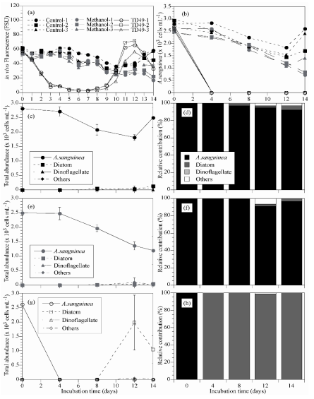 Growth curve and total abundances of Akashiwo sanguinea for experiments of control, methanol Exp. and TD 49 substance (a and b) in small scale experiments (SS). Controls were algal cultures without TD 49 substance. Experiment of methanol and TD 49 substance were algal cultures after inoculated each substance. Total abundances and relative contribution (%) of A.sanguinea in experiments of control (c and d), methanol (e and f) and TD 49 substance (g and h)